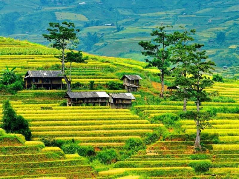 Tour Yên Bái (Mù Cang Chải)